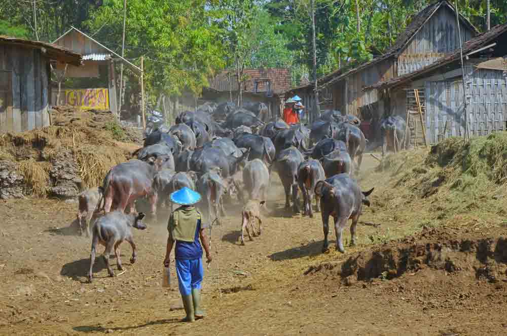 Kampung Kebo Banyubiru