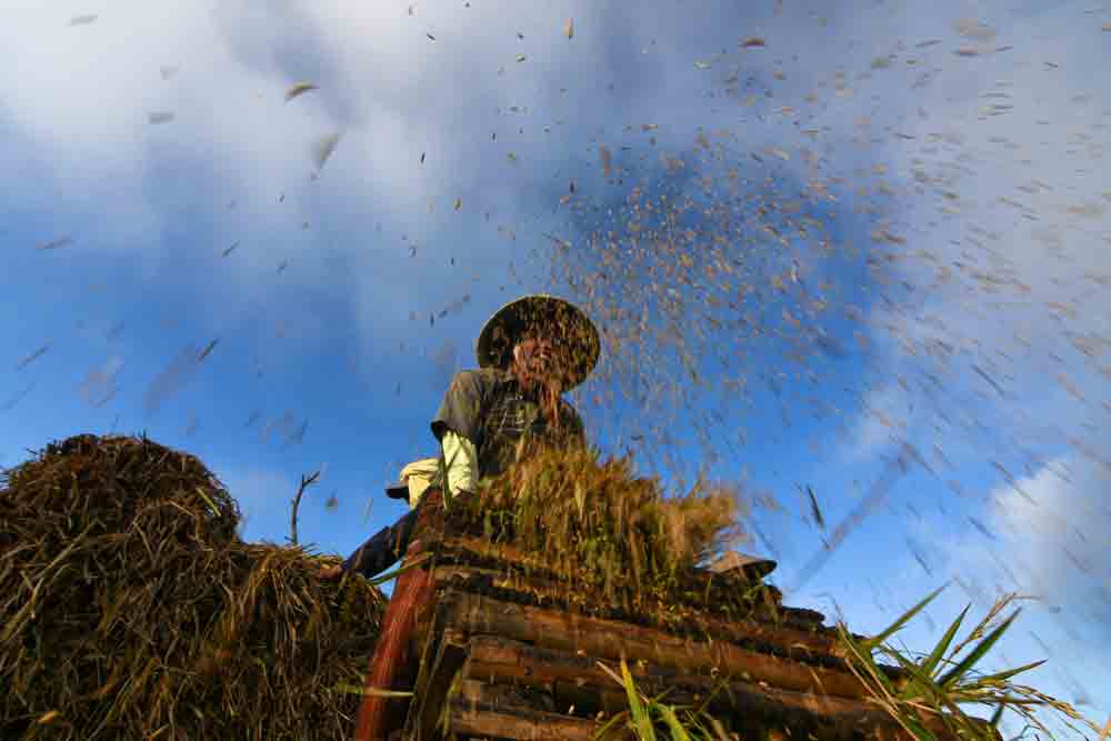 Panen Padi Petani Supiturang