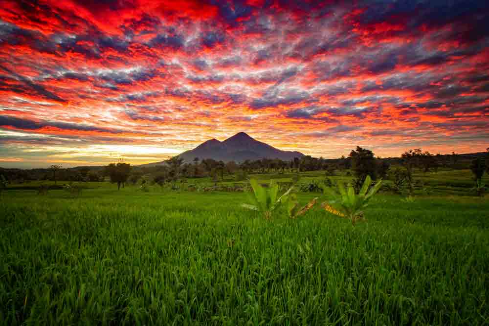 Sawah Menghampar di Kaki Penanggungan