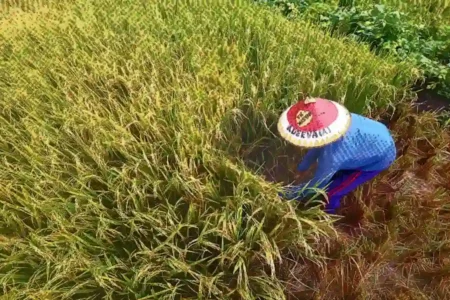 sawah