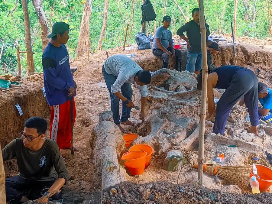 Ekskavasi Penemuan Fosil Gajah Purba Stegodon di Hutan Tritik Nganjuk (foto: Dok KotaSejuk)