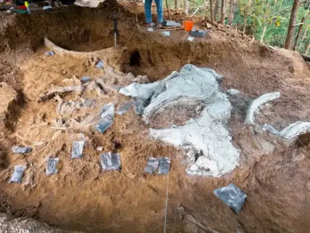 Penemuan Fosil Gajah Purba Stegodon di Hutan Tritik Nganjuk, Bukti Kekayaan Sejarah Indonesia Ekskavasi Penemuan Fosil Gajah Purba Stegodon di Hutan Tritik Nganjuk (foto: Dok KotaSejuk)